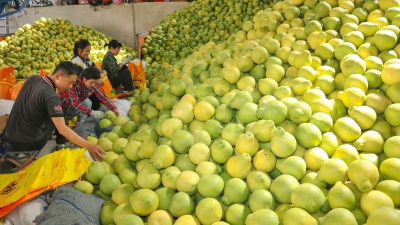 这个深秋，梅州金柚成了“金饽饽”