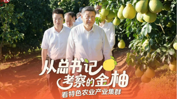 從總書記考察的金柚，看特色農業產業集群