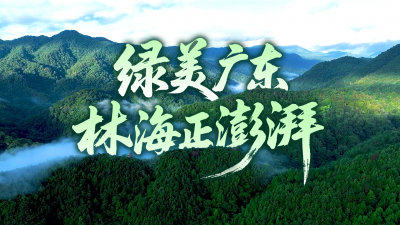 V视丨绿美广东 林海正澎湃