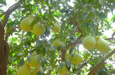 总书记刚刚来过这里 | 梅州金柚，为何这样甜美？