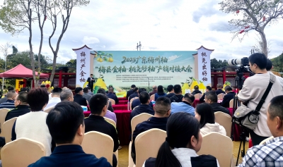 官方认证好柚！30家单位获“梅县金柚·桃尧好柚”专用标识使用权