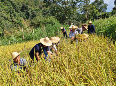 看，丰顺县北斗镇干部们，正在割稻谷！