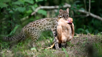 国家二级保护动物豹猫现身梅城百岁山！你看见了吗？