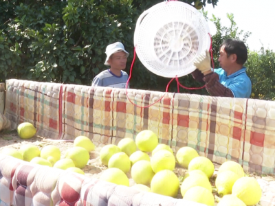 小柚子变富民兴村“金果果”！五华县河东镇增塘村金柚产业规模达千万级