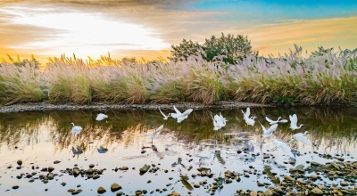 石窟河畔白鹭起舞