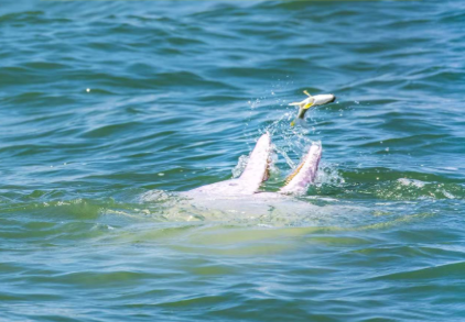 十五运最炫生态风：每一头白海豚，都是游动的GDP