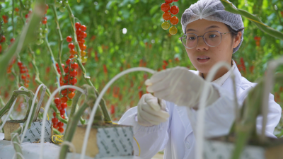 梅州市珠科现代设施农业产业基地：“智慧大脑”绘就农业新图景