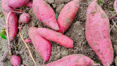 “薯”你最甜！平远这里百亩红薯丰收啦，想吃~
