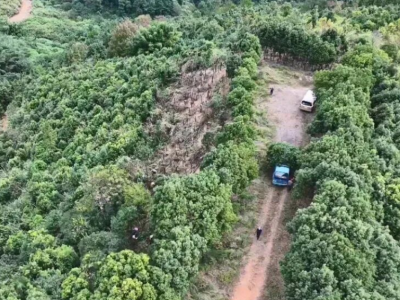 一片叶子带富一方百姓！平远县万亩梅片树采收忙