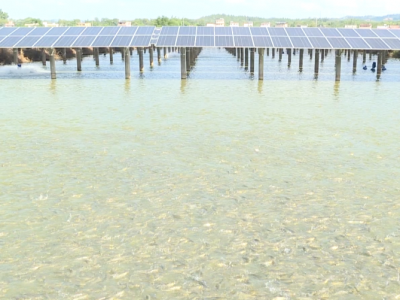 五华县华城兴中村：农渔光基地巧养“辣木鱼” 实现生态与效益双收