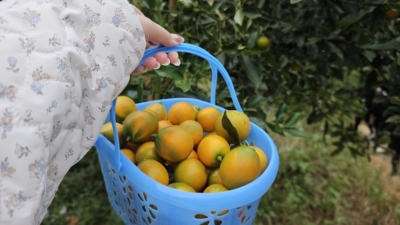 以“节”为媒庆丰收！蕉岭县长潭镇举办第十三届金桔节