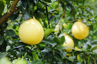 梅州柚，享全球！一个百亿级现代农业产业集群的崛起