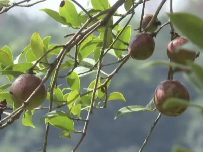 硕果累累！平远县上举镇龙文村1200多亩油茶林采摘啦