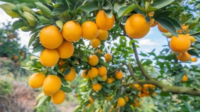 天晴宜采摘！平远脐橙即将成熟