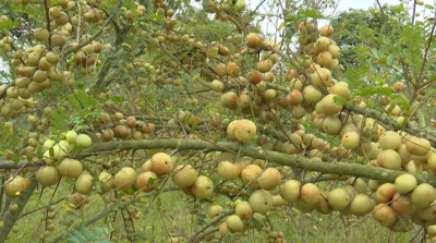 兴宁径南星耀村：油柑丰收奏响“丰年曲”~