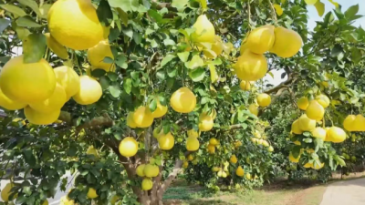 习近平总书记在广东考察时的重要讲话在梅县区农业工作者中引发热烈反响：把日子过得像金柚一样又甜又美
