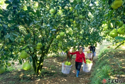 全国每五个柚子，就有一个产自广东梅州