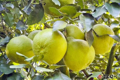 梅州柚的文化印象