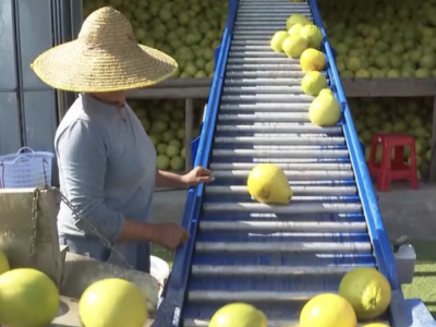 五华：果香四溢好“丰”景！助农增收绘就乡村振兴图景