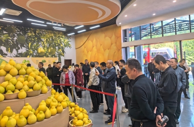 室内授课+现场观摩！全市2025年梅州柚冬园管理暨柚轻简化栽培技术培训会举行