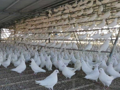 广州酒家“兴宁鸽” 种鸽养殖基地揭牌