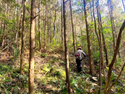 绿美林海谱新篇！国有梅南林场扎实推进森林可持续经营试点建设