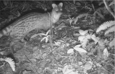 萌！小灵猫频频“出镜”兴宁铁山渡田河省级自然保护区