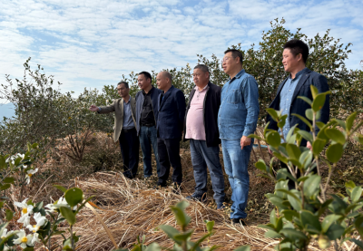 政校企协同发力，助力兴宁市黄槐镇油茶产业发展！