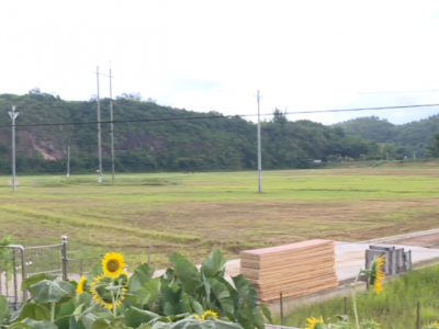 “小田”连片变“大田”！五华县安流镇低坑村363亩丝苗米喜获丰收