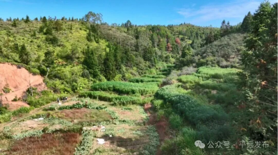 平远县河头镇木薯，丰收啦！