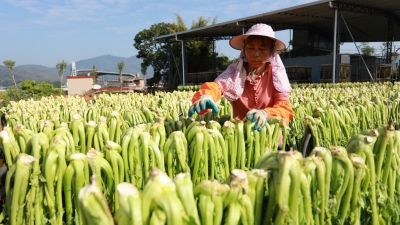 “芥”不了的美味！梅县石扇镇松林村芥菜丰收啦~