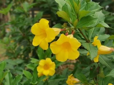 刘映荷 | 老母亲