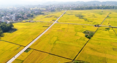 从田垄到湾区 一粒米富一方！五华菩米书写“小特产”变“大产业”新篇