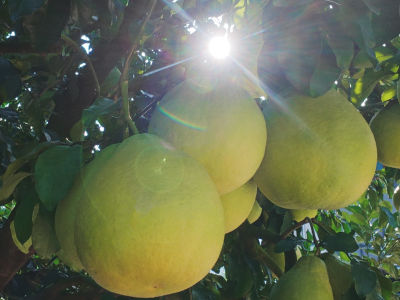 好柚，好价！梅州柚产业协会倡议：推行金柚质量分级及定价