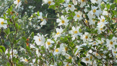 冬日浪漫！平远县山野披上“油茶雪”