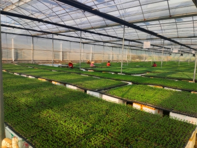 科技赋能打造种业发展新高地！丰顺威阳农业公司聚焦技术创新打好“种业翻身仗”