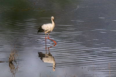 梅州：坚决打击张网捕鸟等乱捕滥猎和线上线下非法交易鸟类行为