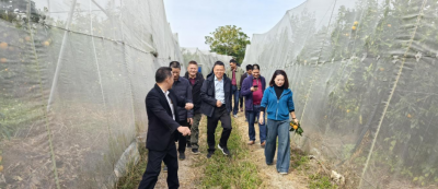 驻梅州市梅县区丙村镇工作队：荔湾区联合调研团队赴丙村镇 多维赋能乡村振兴