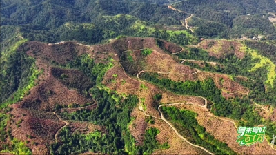 V视丨高高打卡百千万：梅州平远 