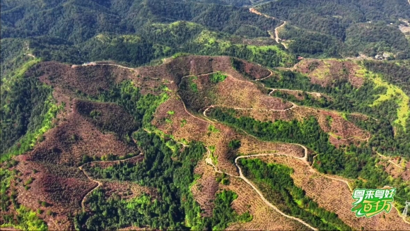 V视丨高高打卡百千万：梅州平远 