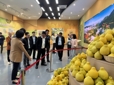 30名海外华裔青年来梅！2025海外华裔青年交流参访活动举行