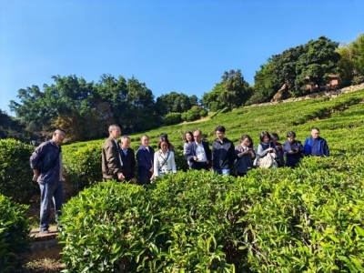 深化协同创新！省茶叶创新团队齐聚梅州 共推茶产业高质量发展