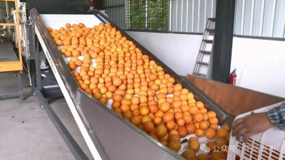 小橙子撑起大产业！平远橙全链赋能铺筑乡村振兴甜蜜路