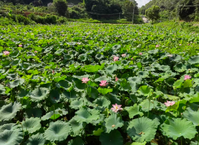 快来抄作业！梅江区城北镇玉西村多元探索“闲置资源”变“发展资本”