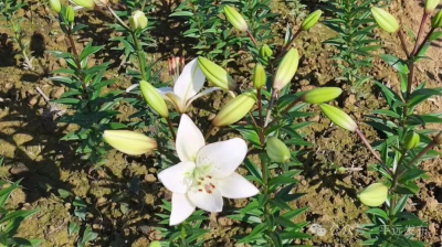 隔着屏幕都闻到香味！平远石正镇2万株百合花陆续开花