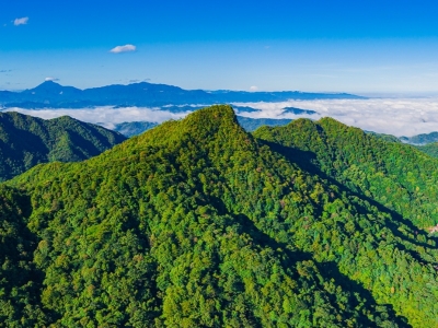 厚植生态底色，绘就绿富图景！梅州立足丰富森林资源推动林业产业高质量发展