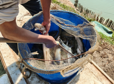 科技助力养殖户增收！丰顺县汤西镇赤眼鳟示范养殖喜获丰收