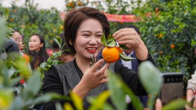 持续至12月21日！兴宁市粤和兴千亩沃柑正式开采，沉浸式“薅柑”去！