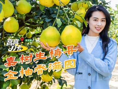 高高逛广东 打卡百千万 | 嘉树生梅县 金柚香满园
