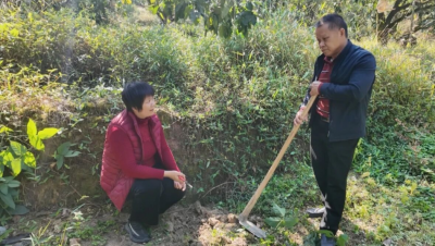 梅县区：金柚冬管正当时 来年丰收有盼头